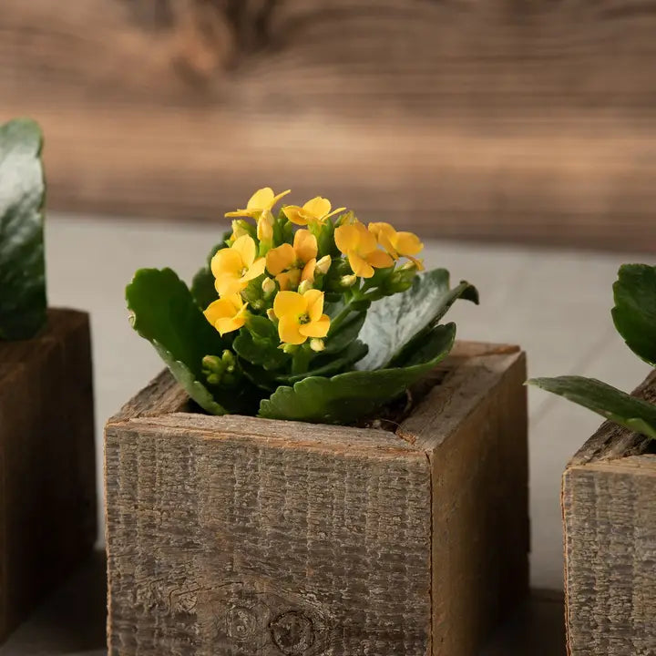 Mini Reclaimed Wood square planters for planting or decoration.